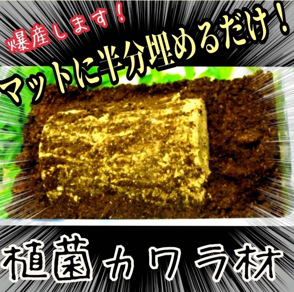 クワガタの産卵木はコレが最強！ カワラタケ植菌材【2本セット