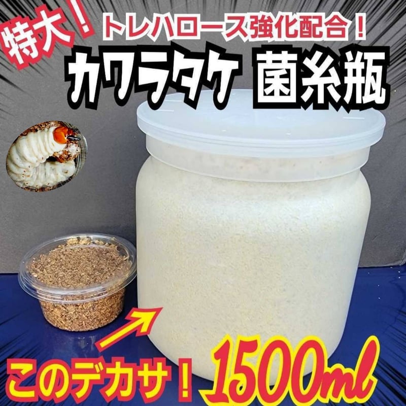 昆虫用品 極上！カワラタケ菌糸瓶【10本セット】タランドゥス