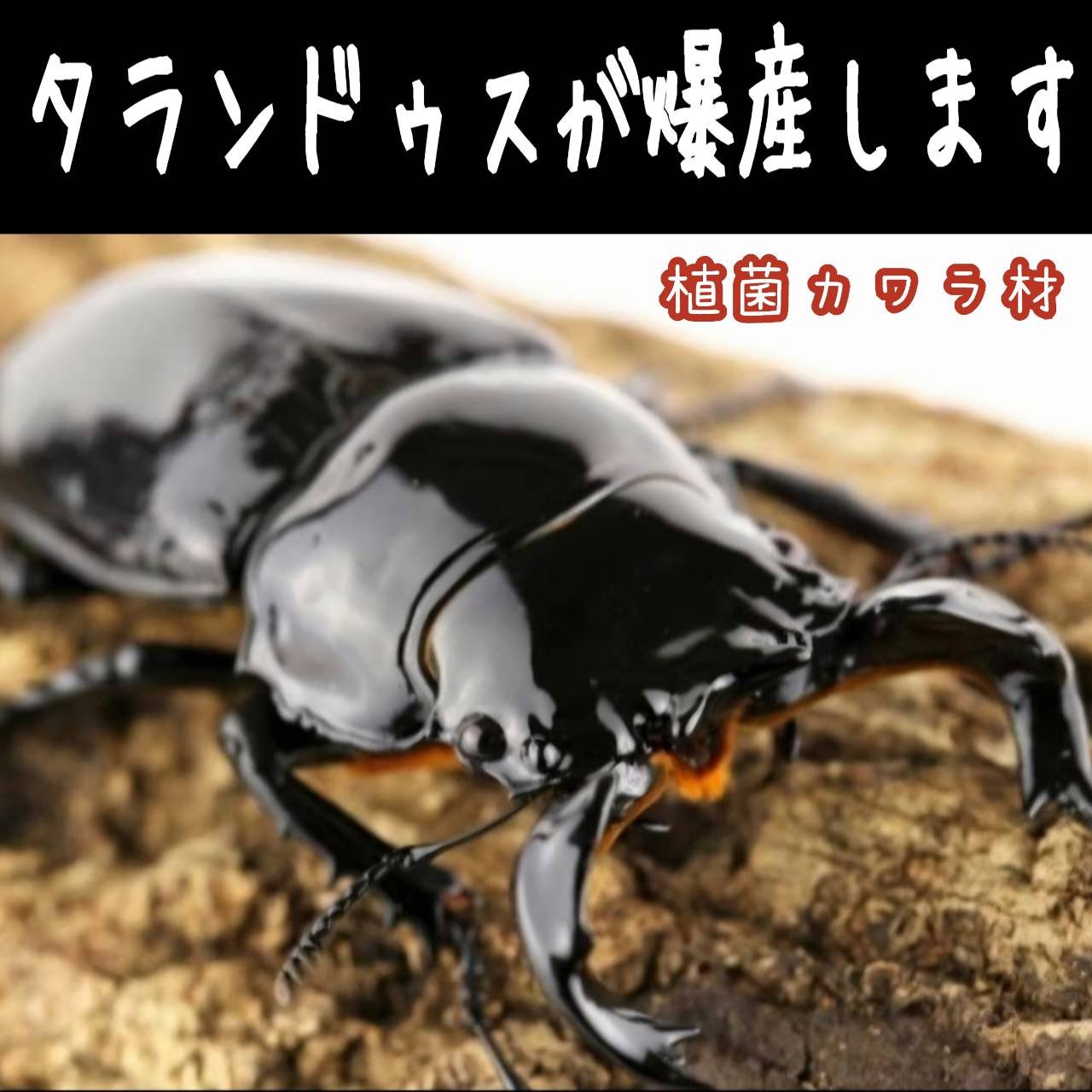 特大Lサイズ クワガタの産卵木はコレが最強！ カワラタケ植菌材
