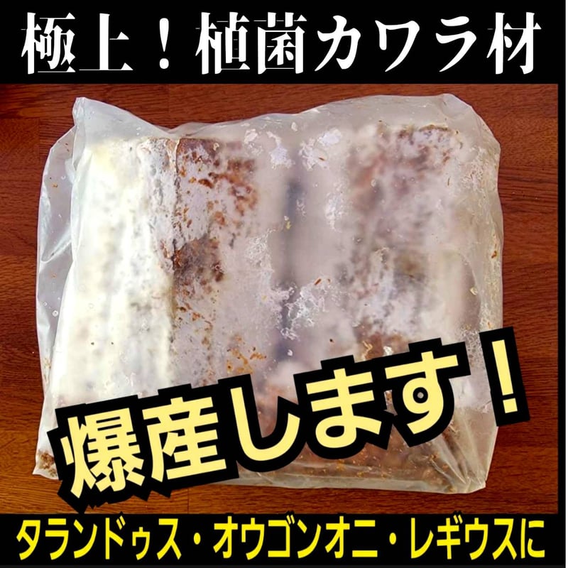 クワガタの産卵木はコレが最強！ カワラタケ植菌材【2本セット