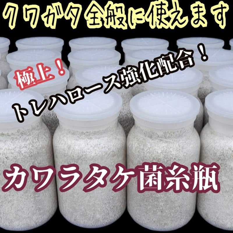 極上！カワラタケ菌糸瓶【6本】特殊アミノ酸強化配合！タランドゥス・オウゴンオニに 昆虫用品 極上！カワラタケ菌糸瓶【6本】特殊アミノ酸強化配合