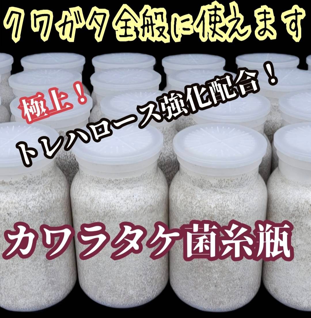 極上！カワラタケ菌糸瓶 1100ml【6本セット】クワガタ全般に使えます