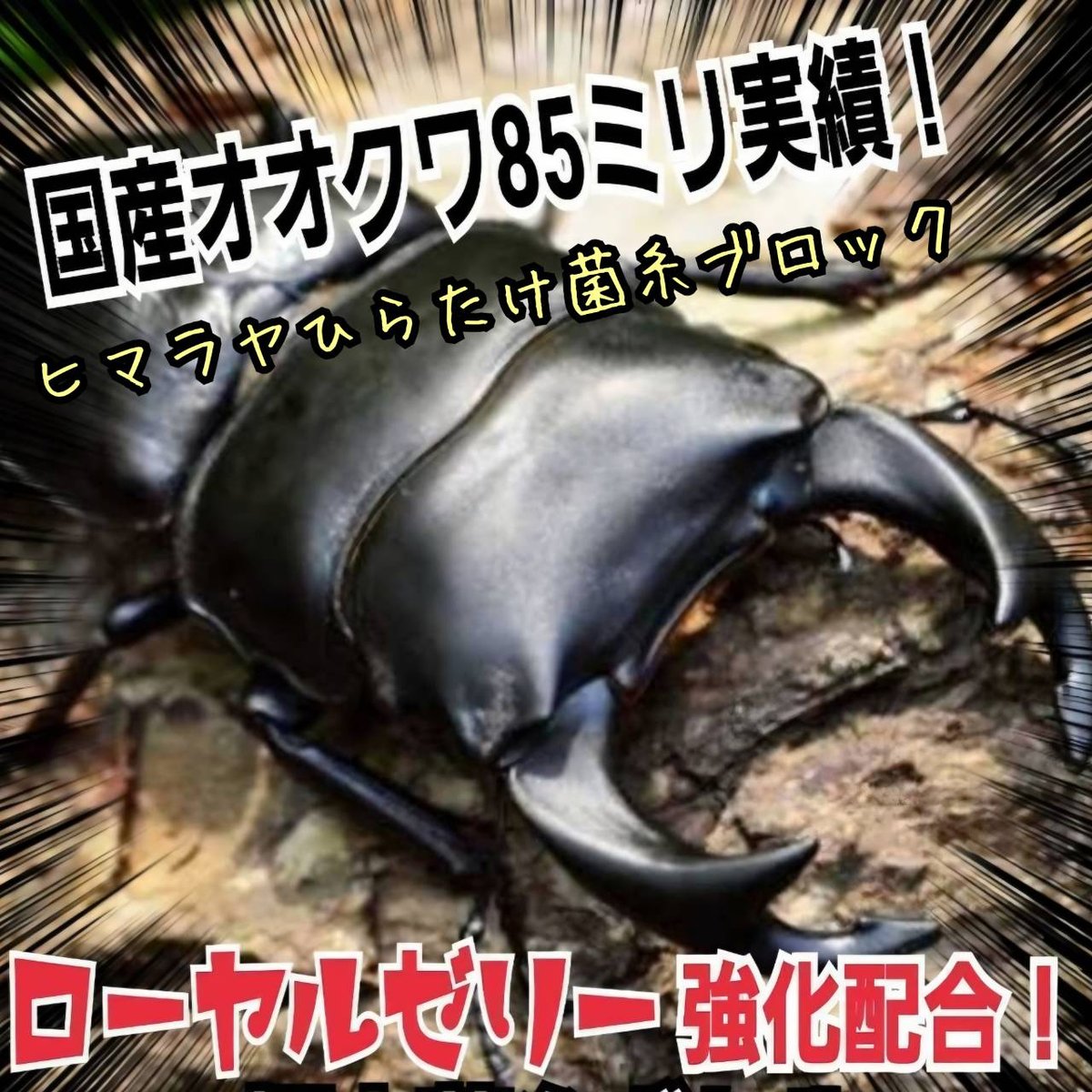 極上！ヒマラヤひらたけ菌糸ブロック【6個】トレハロース強化配合！オオクワに抜群！ 極上！初菌で作成☆ヒマラヤひらたけ菌糸ブロック☆トレハロース