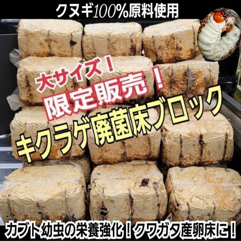カブトムシ幼虫の栄養強化に抜群！キクラゲ菌床ブロック【3個セット