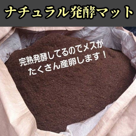 インセクトショップ
