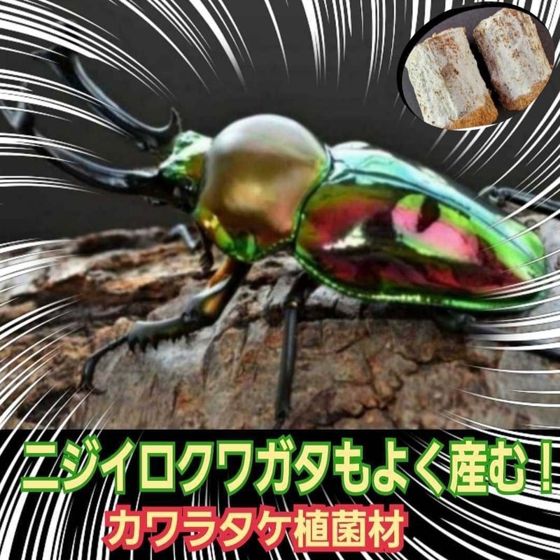 クワガタの産卵木はコレが最強！ カワラタケ植菌材【2本セット