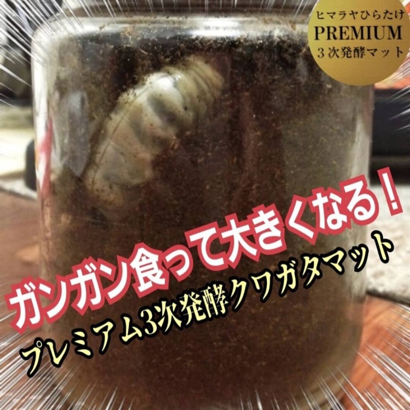 クワガタ幼虫を入れるだけ！便利！特大サイズ☆1500mlクリアボトル入り