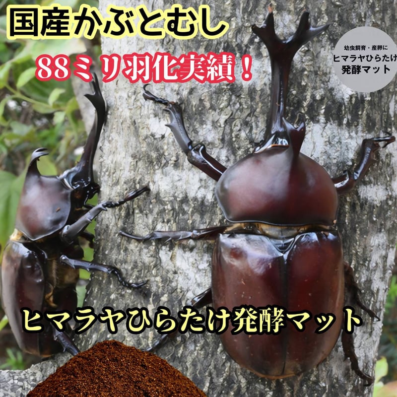 国産カブトムシにお薦め！ヒマラヤひらたけ菌床発酵マット【10リットル