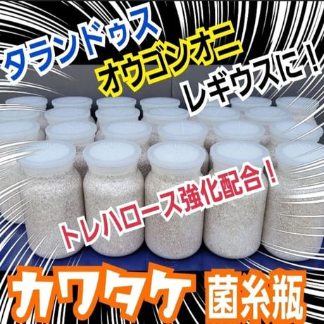 極上！ヒマラヤひらたけ菌糸ブロック【7個】トレハロース強化配合！オオクワに抜群！ 極上！ヒマラヤひらたけ菌糸ブロック【7個】トレハロース強化