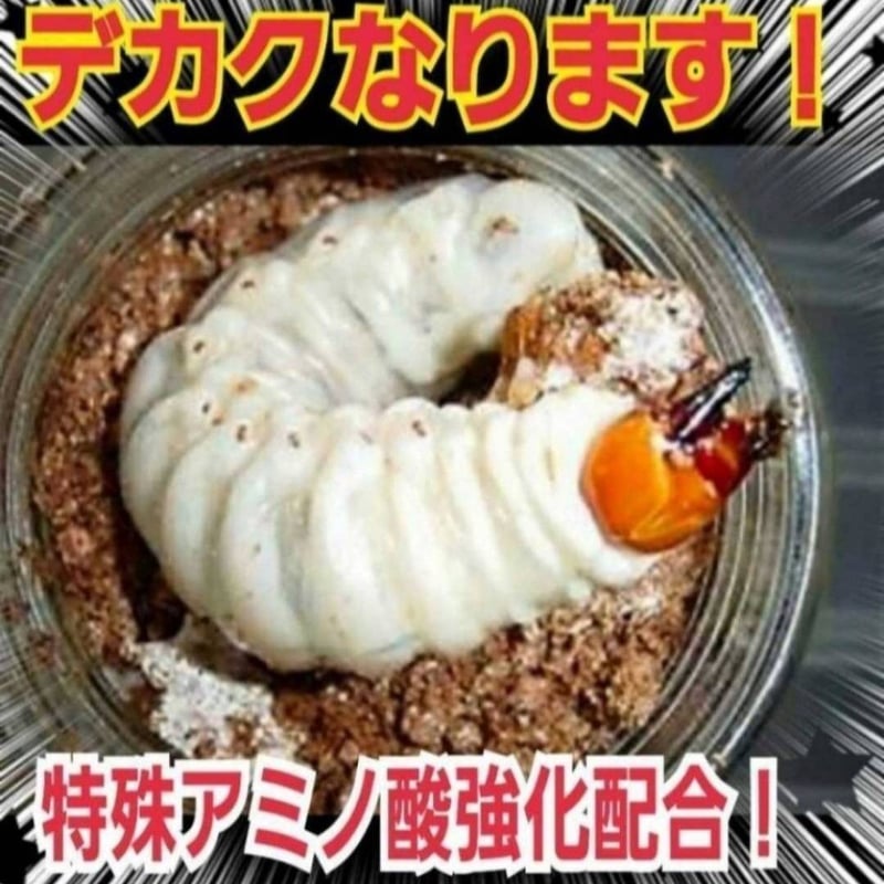 極上！ヒマラヤひらたけ菌糸瓶 800ml【4本セット】ニジイロクワガタに