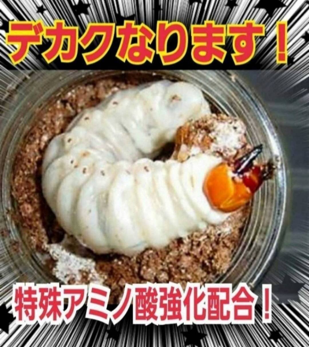 極上！ヒマラヤひらたけ菌糸瓶 800ml【4本セット】ニジイロクワガタに