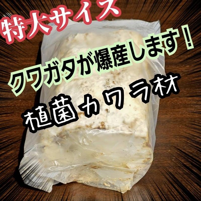 特大Lサイズ クワガタの産卵木はコレが最強！ カワラタケ植菌材