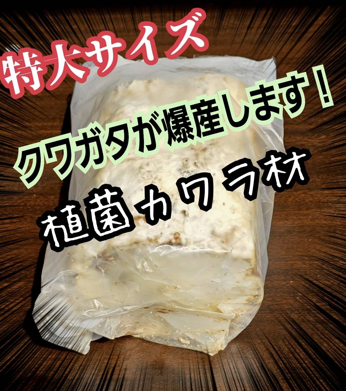 特大Lサイズ クワガタの産卵木はコレが最強！ カワラタケ植菌材