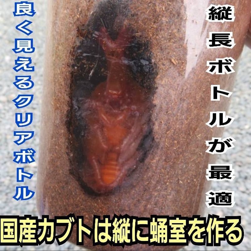 発酵マット入り！国産カブトムシ幼虫1頭飼育専用縦長クリアボト【20本