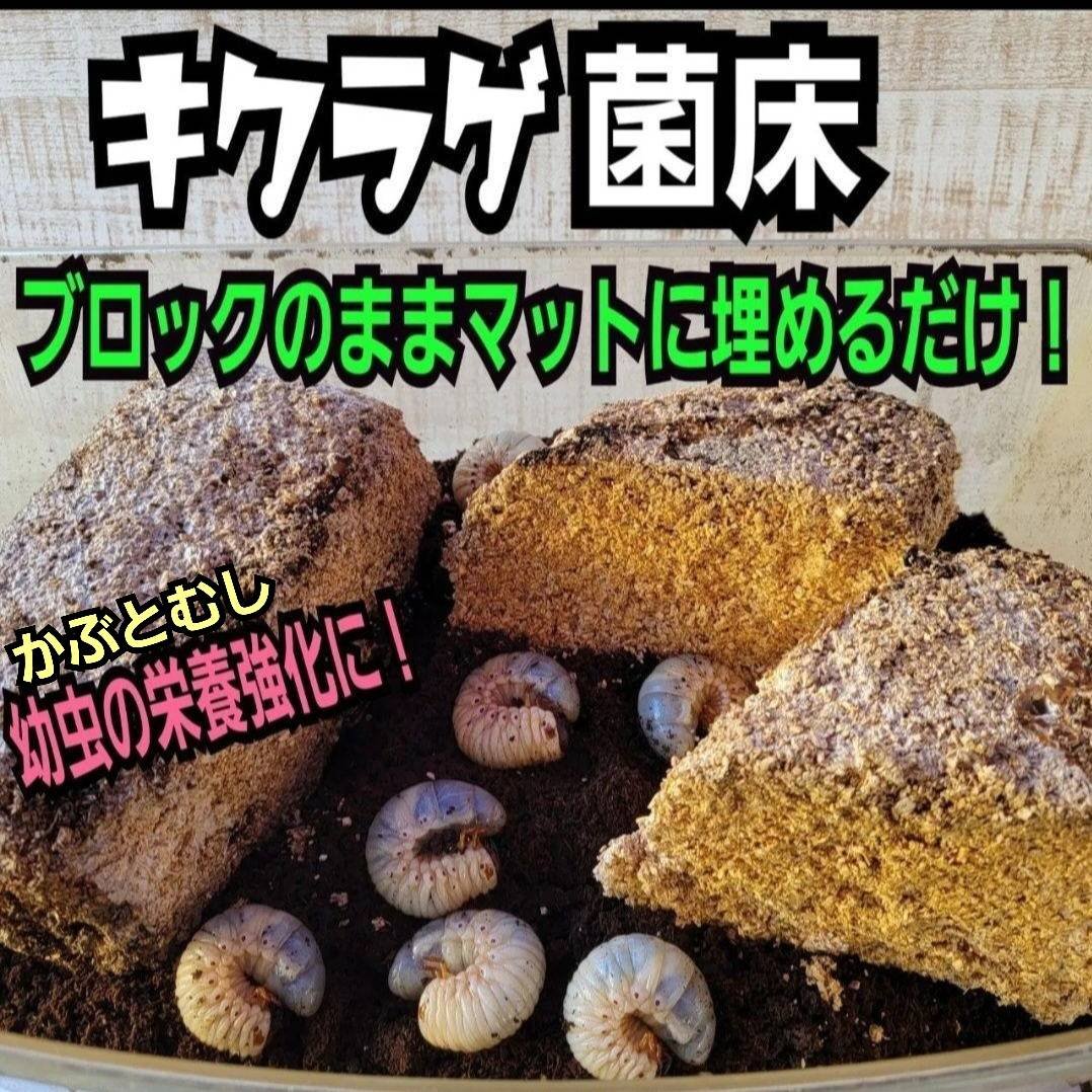 カブトムシ幼虫の栄養強化に抜群！キクラゲ菌床ブロック【3個セット