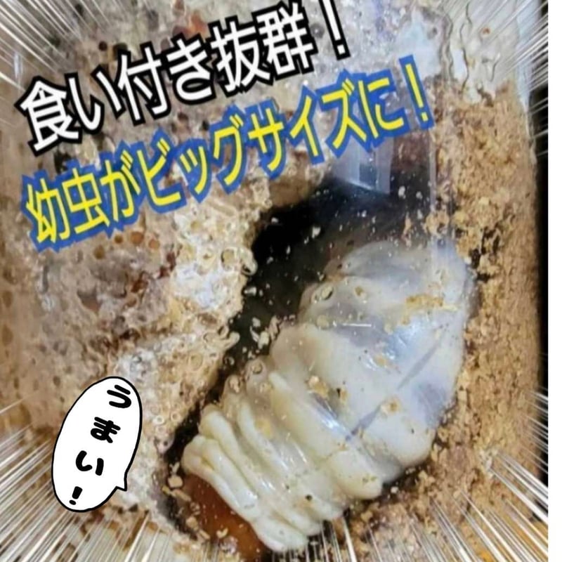 極上！カワラタケ菌糸瓶 1100ml【6本セット】クワガタ全般に使えます