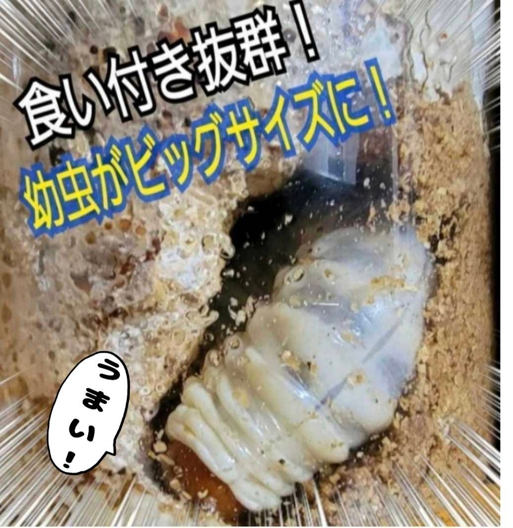 極上！カワラタケ菌糸瓶 1100ml【6本セット】クワガタ全般に使えます