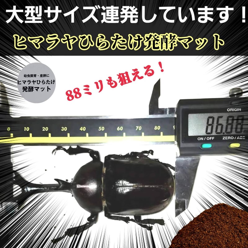 国産カブトムシにお薦め！ヒマラヤひらたけ菌床発酵マット【10リットル