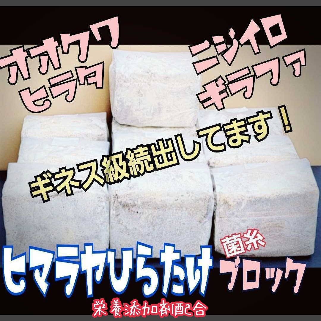 極上！ヒマラヤひらたけ菌糸ブロック【4個】初菌のみ使用！国産オオクワ85ミリ実績 極上！初菌で作成☆ヒマラヤひらたけ菌糸ブロック☆トレハロース