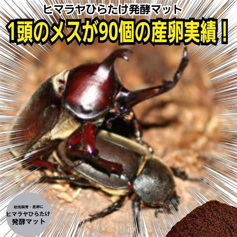 国産カブトムシにお薦め！ヒマラヤひらたけ菌床発酵マット【10リットル