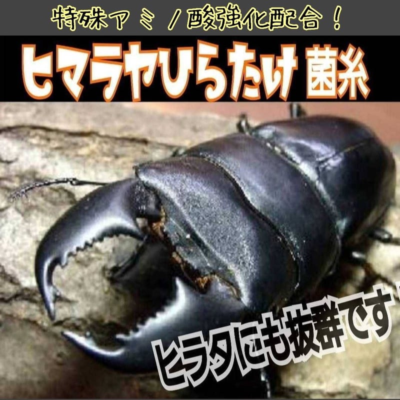 極上！ヒマラヤひらたけ菌糸ブロック【7個】トレハロース強化配合！オオクワに抜群！ 極上！初菌で作成☆ヒマラヤひらたけ菌糸ブロック☆トレハロース