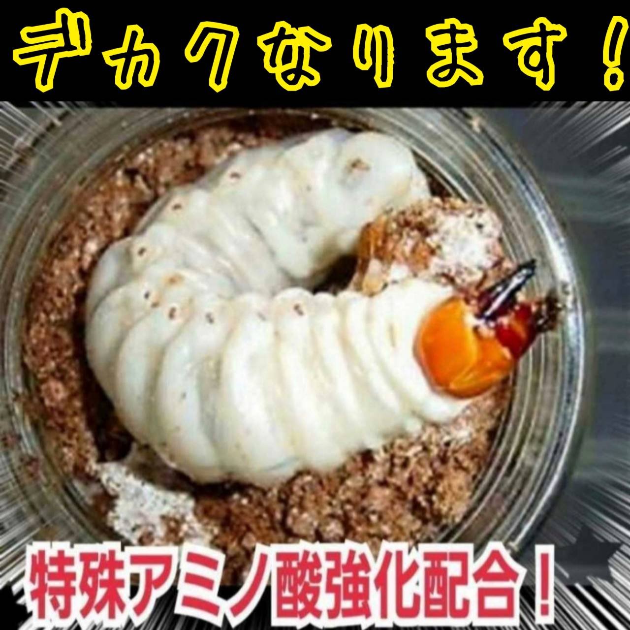 貴重！黒アワビタケ菌糸瓶【6本セット】特殊アミノ酸強化配合