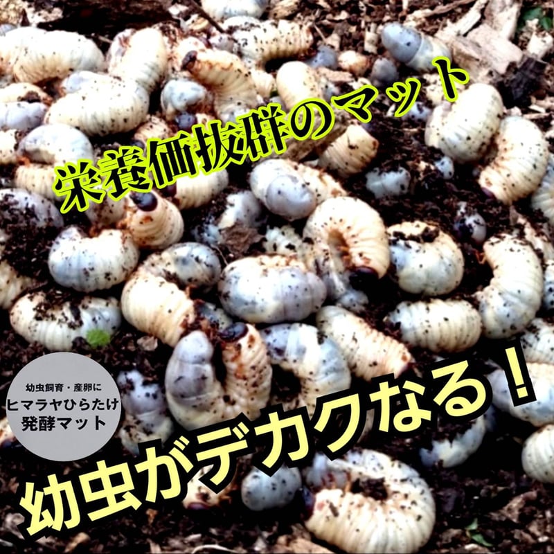 国産カブトムシにお薦め！ヒマラヤひらたけ菌床発酵マット【10リットル