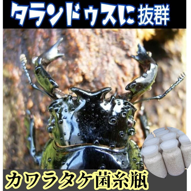 極上！カワラタケ菌糸瓶 1100ml【6本セット】クワガタ全般に使えます