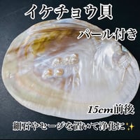 ︎✿【同梱限定】イケチョウ貝