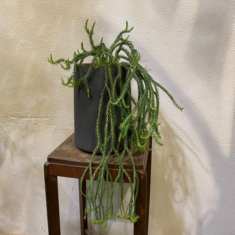 フペルジア・カリナータ | greencoast plants