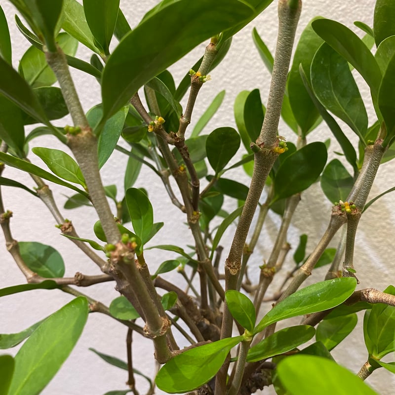 ヒドノフィツム・フォルミカルム -蟻の巣玉- | greencoast plants