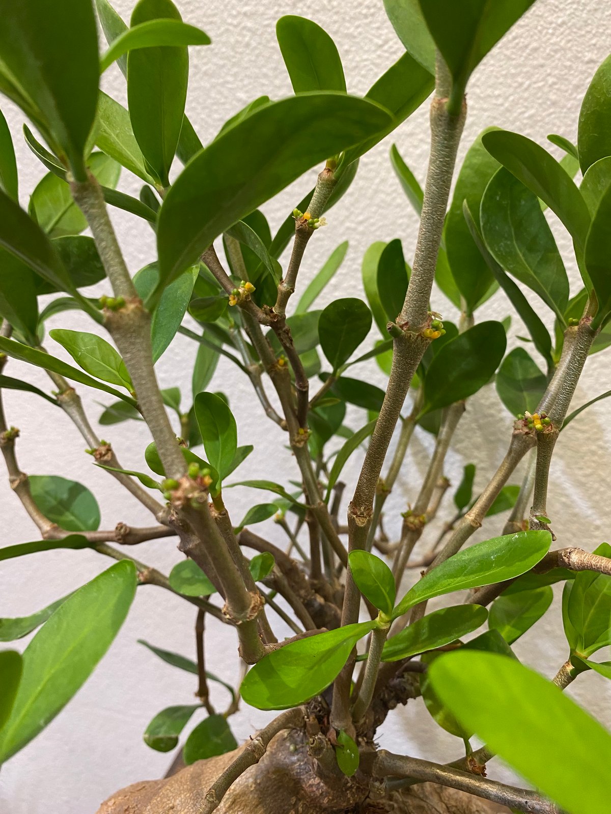 ヒドノフィツム・フォルミカルム -蟻の巣玉- | greencoast plants
