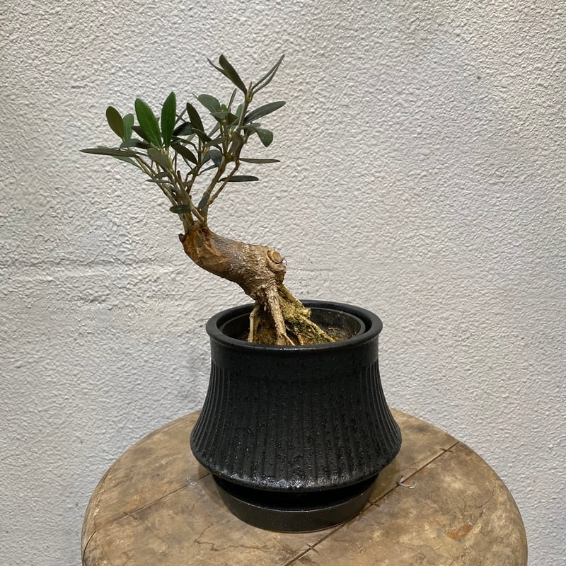 オリーブ盆栽 オリーブ盆栽「BON」 | greencoast plants