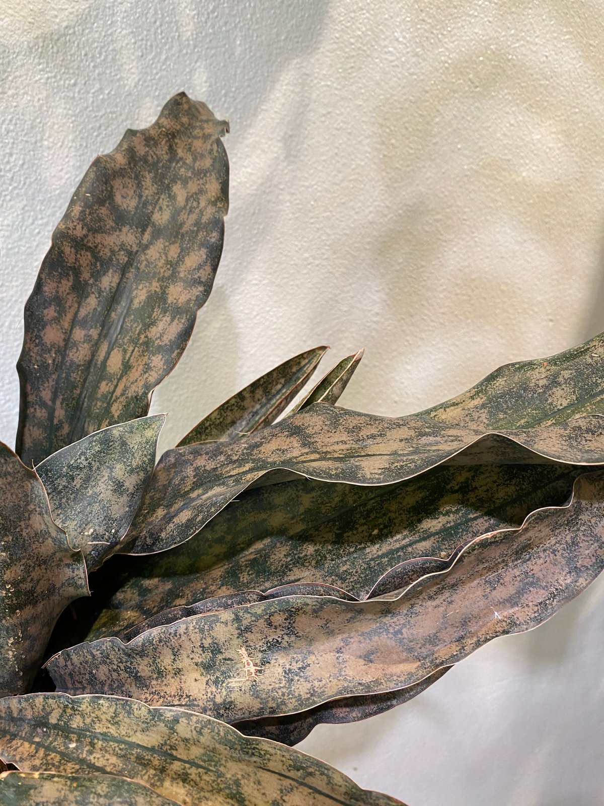 サンスベリア・キルキーブラウン | greencoast plants