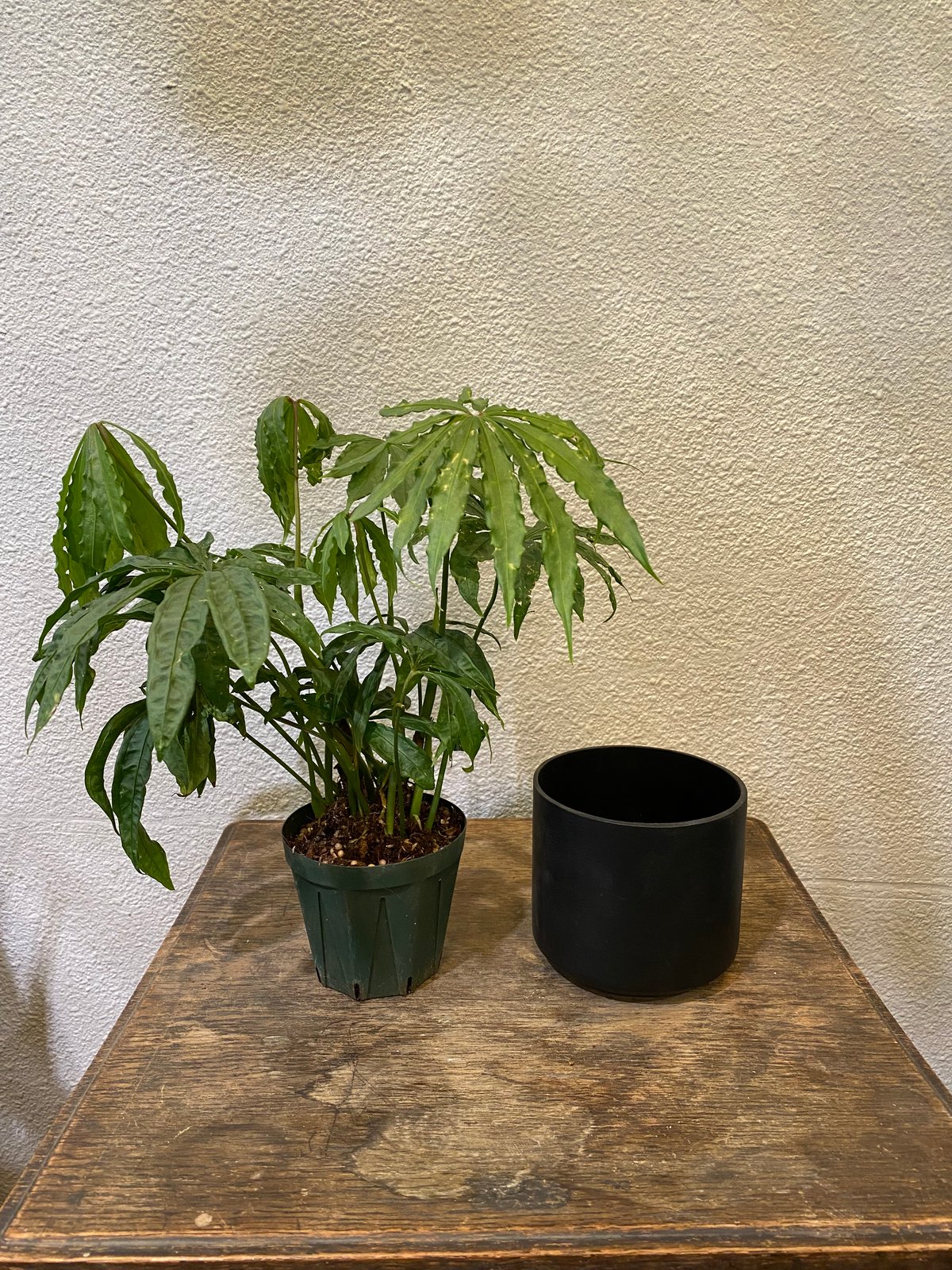 アンスリウム・ポリスキスツム・ツイード | greencoast plants