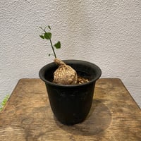 スザンナエ 綴化 接ぎ木 | greencoast plants