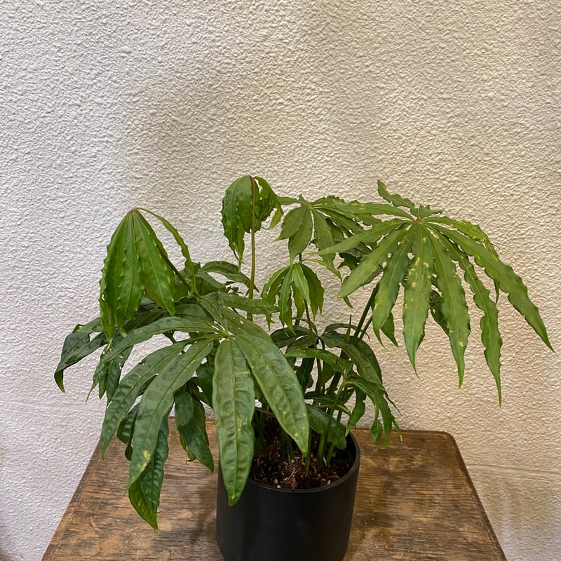 アンスリウム・ポリスキスツム・ツイード | greencoast plants