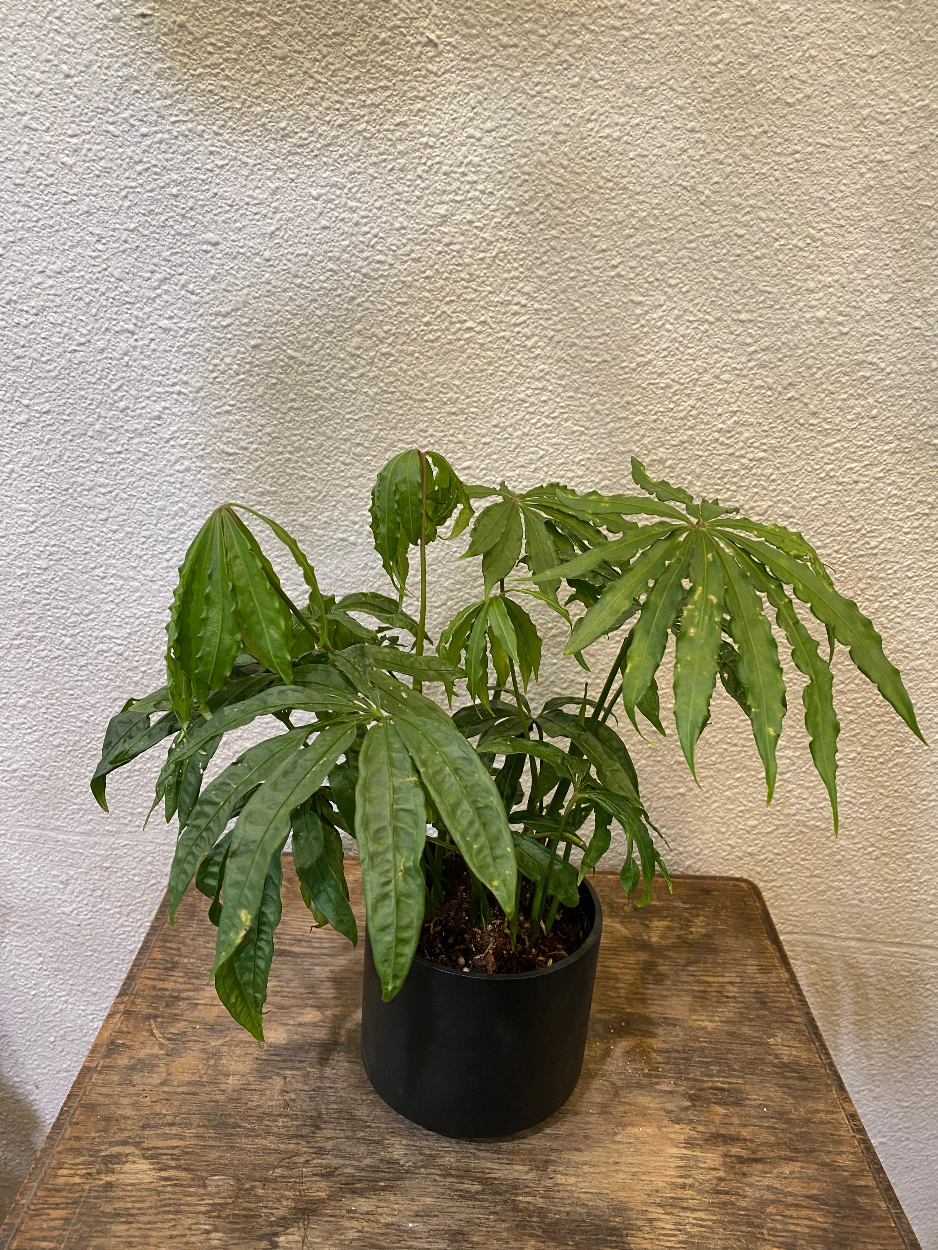 アンスリウム・ポリスキスツム・ツイード | greencoast plants アンスリウム・ポリスキスツム・ツイード | greencoast plants