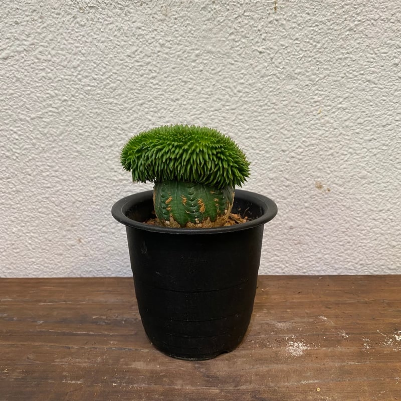 スザンナエ 綴化 接ぎ木 | greencoast plants