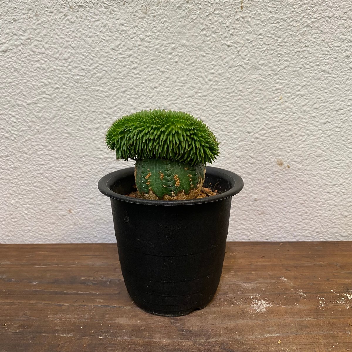 スザンナエ 綴化 接ぎ木 | greencoast plants