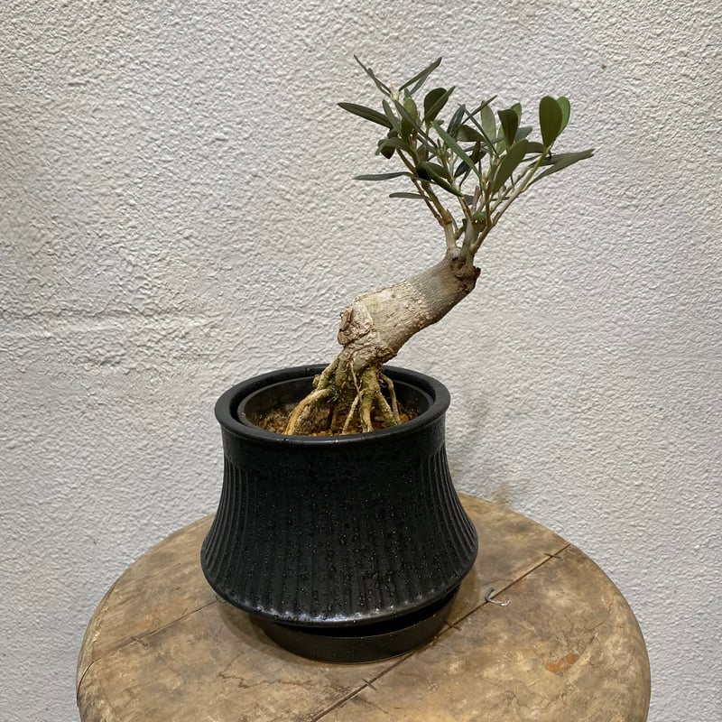 オリーブ盆栽「BON」 | greencoast plants