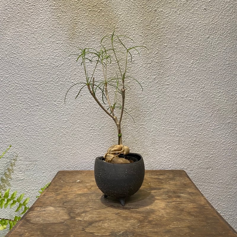 ユーフォルビア　ヘディオトイデス　5号鉢 ユーフォルビア ヘディオトイデス デザイン陶器鉢 黒石付（オレンジ