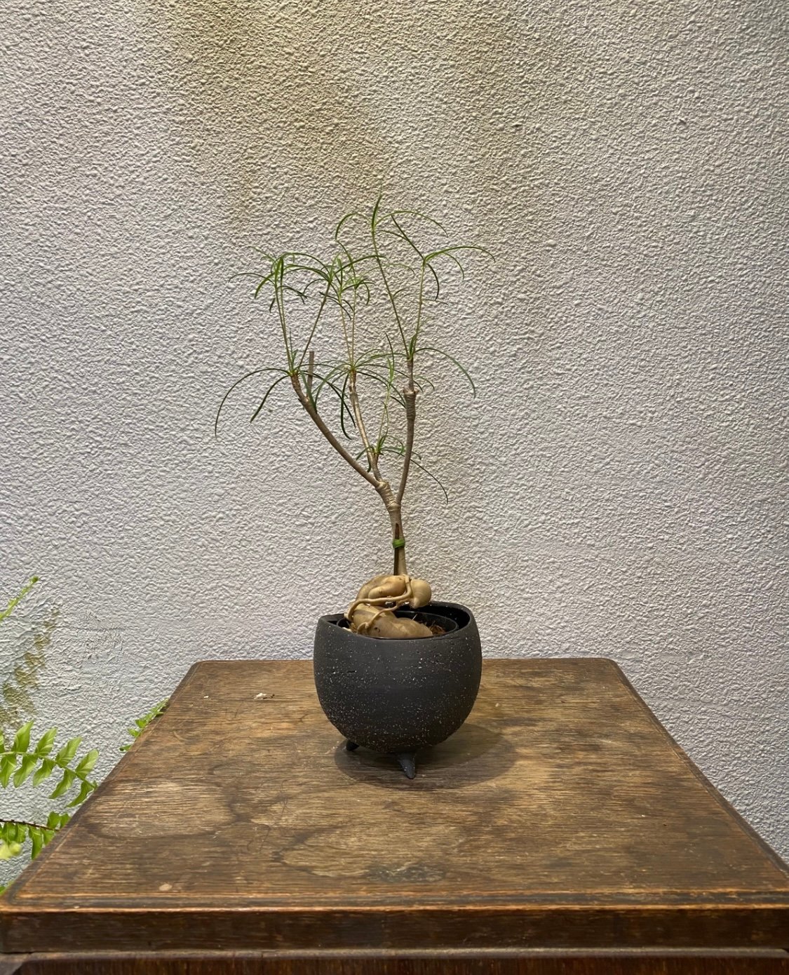 ユーフォルビア・ヘディオトイデス | greencoast plants