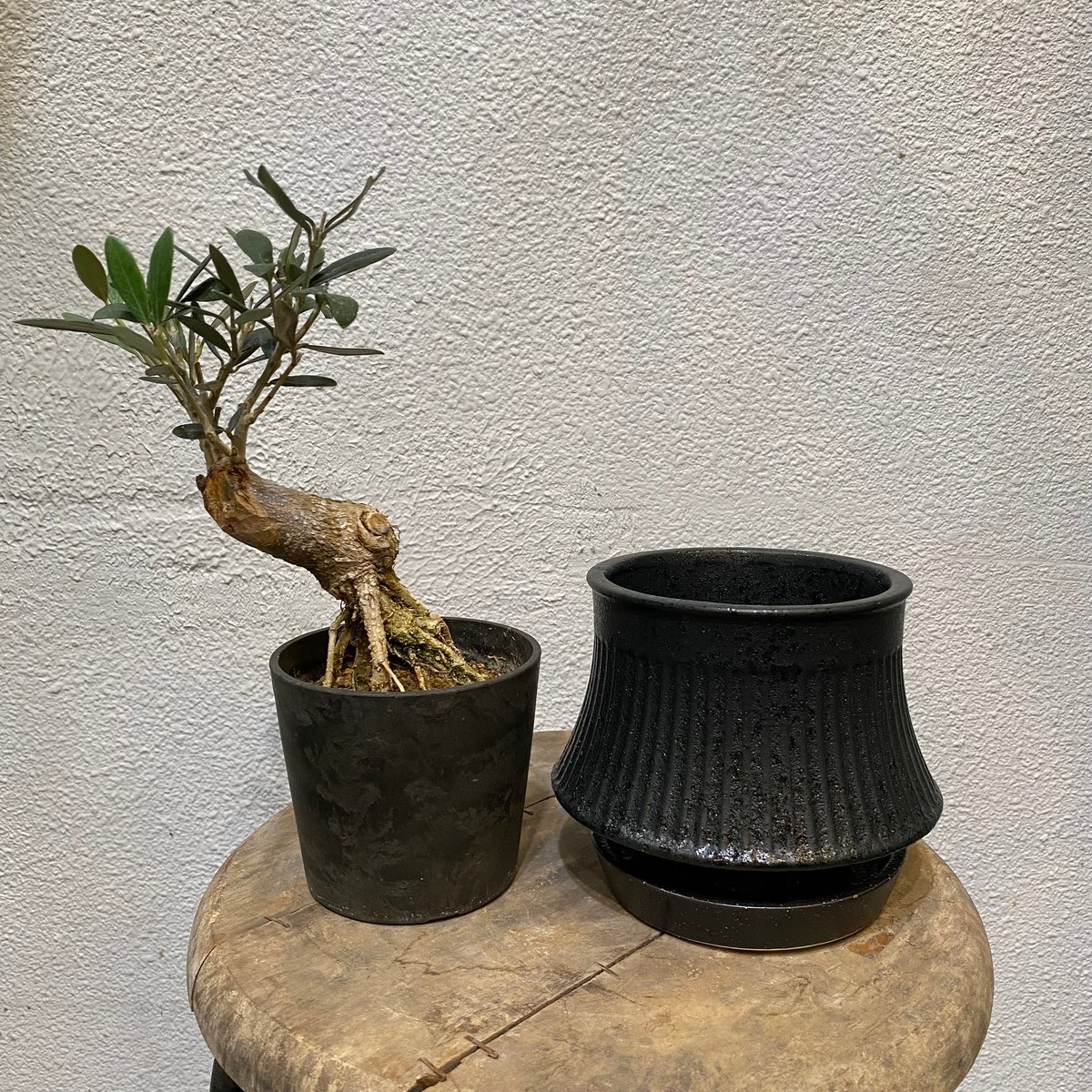 オリーブ盆栽「BON」 | greencoast plants
