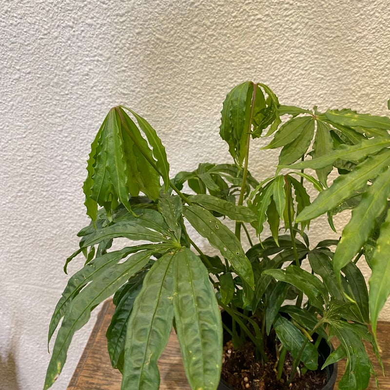 アンスリウム・ポリスキスツム・ツイード | greencoast plants