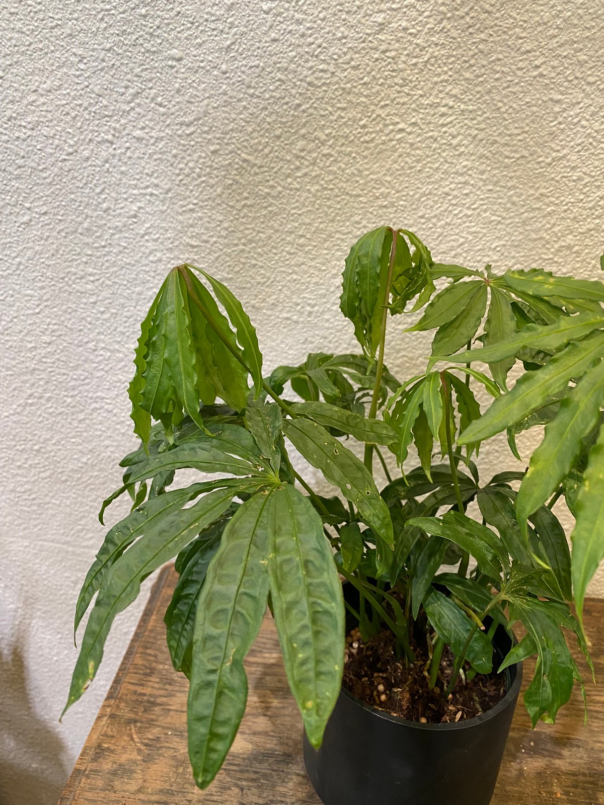 アンスリウム・ポリスキスツム・ツイード | greencoast plants