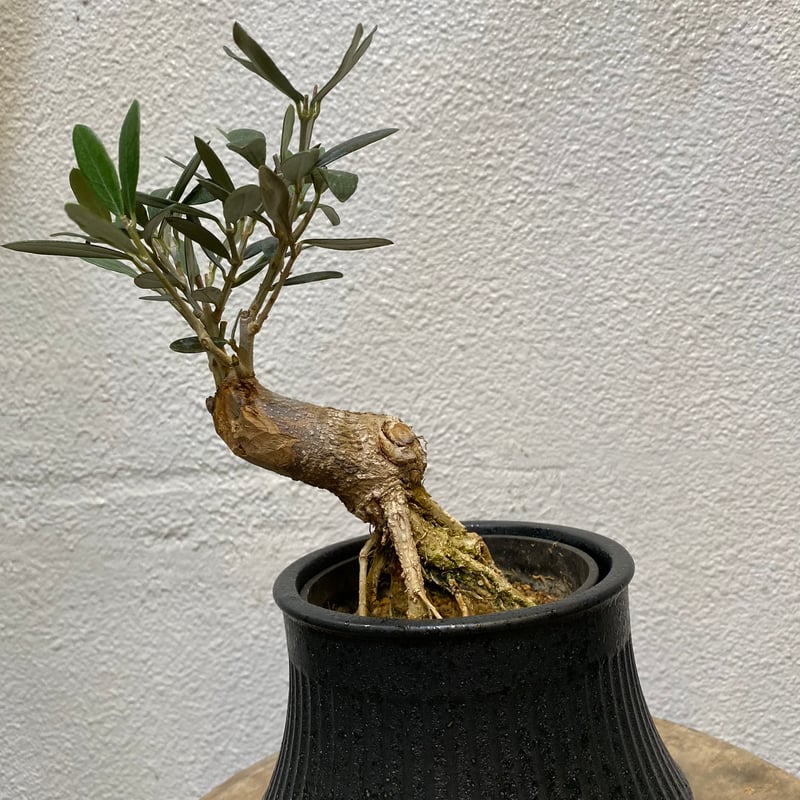 オリーブ盆栽「BON」 | greencoast plants