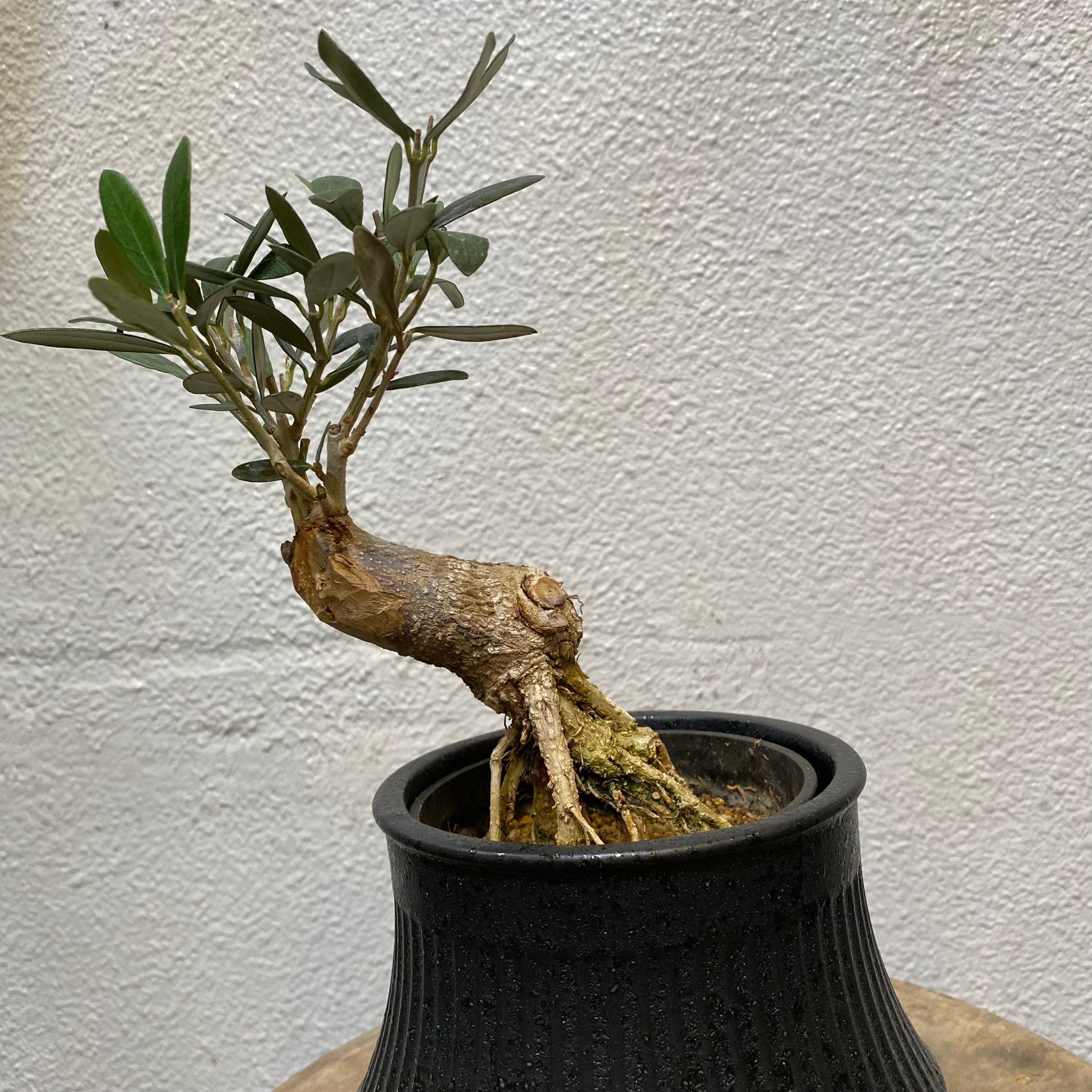 オリーブ盆栽「BON」 | greencoast plants