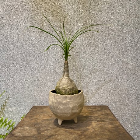 コア トックリラン50個おまとめ価格 トックリラン 観葉植物」の人気商品一覧 | 安い商品を通販サイト