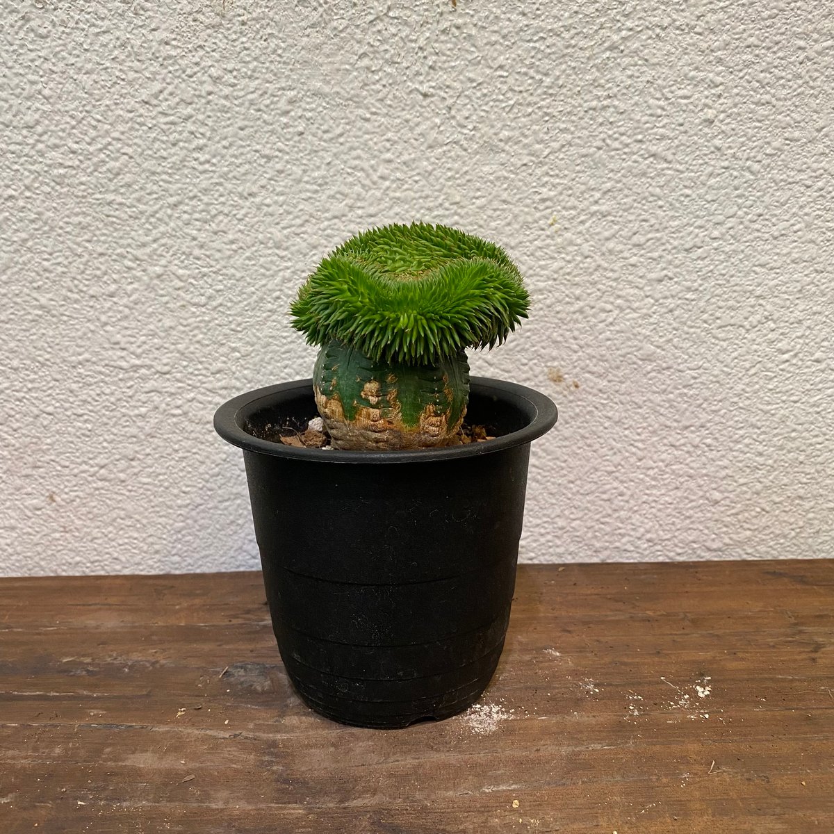 スザンナエ 綴化 接ぎ木 | greencoast plants